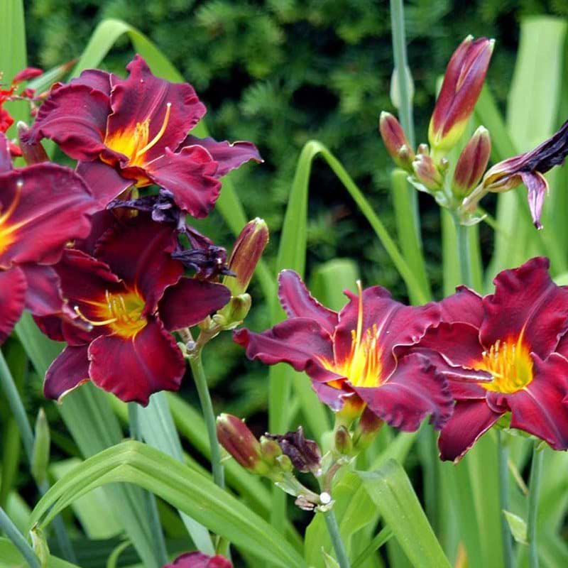 Hemerocallis hybrid Ed Murray