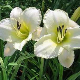 Daglilje Hemerocallis Arctic Snow