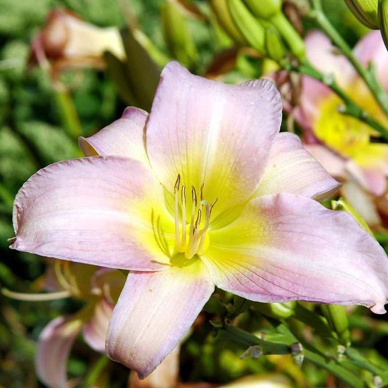Daglilje Hemerocallis Catherine Woodbury