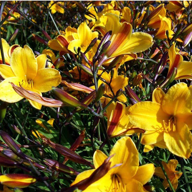 Hemerocallis Golden Chimes