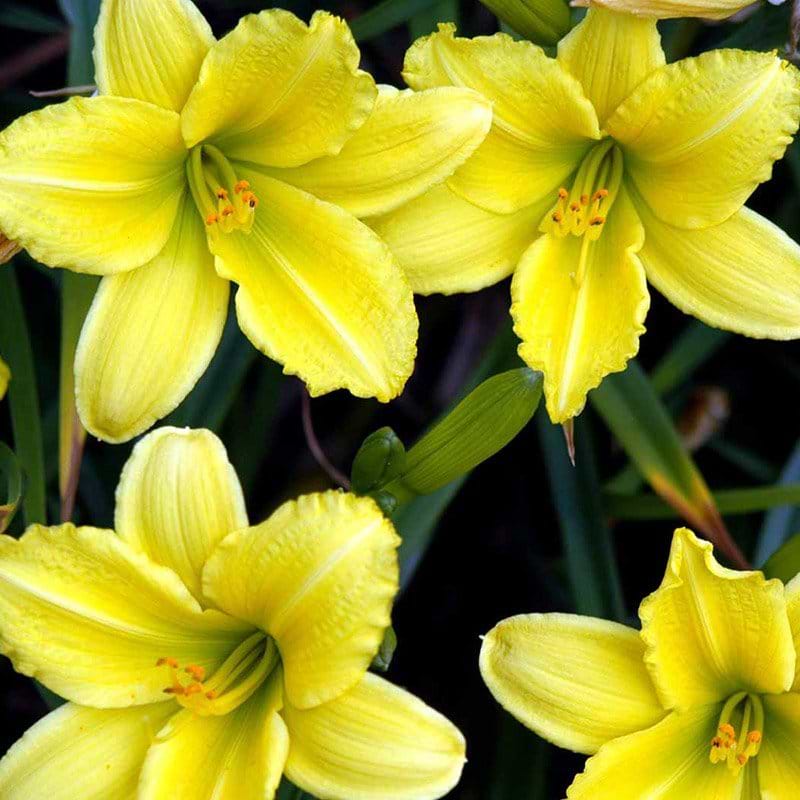 Hemerocallis Green Flutter