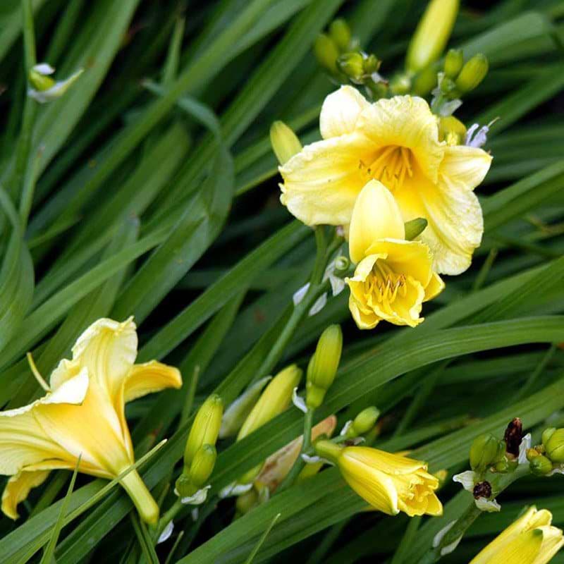 Hemerocallis Happy Returns
