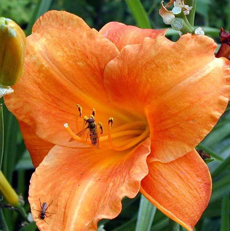 Hemerocallis Mauna Loa