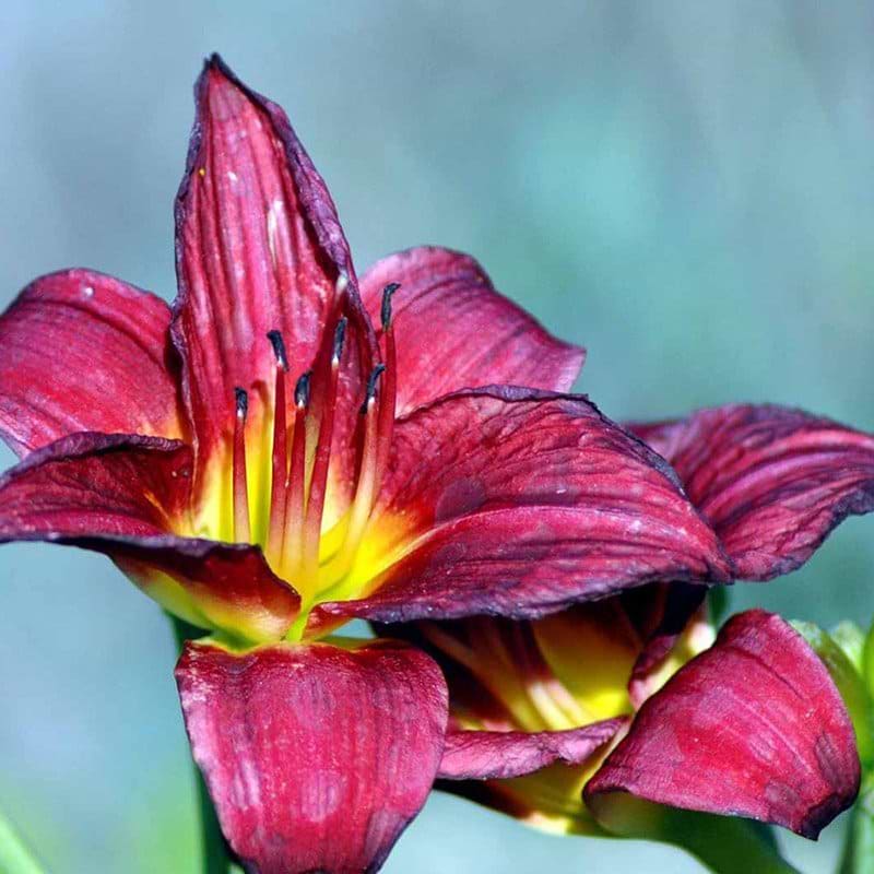 Hemerocallis Pardon Me