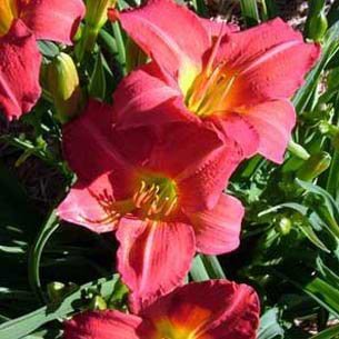 Hemerocallis Red Rum
