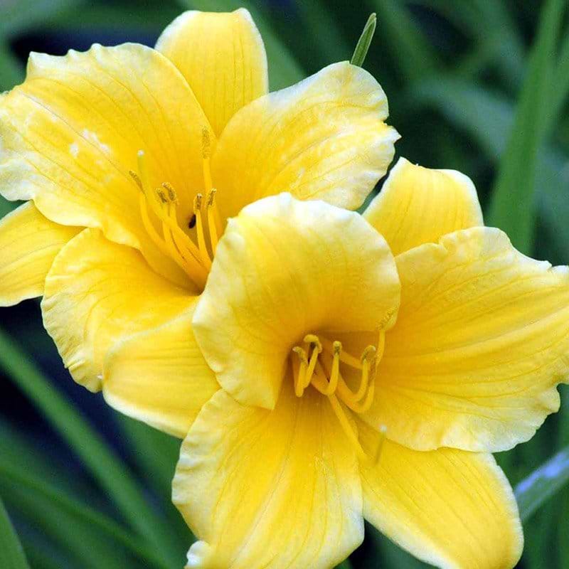 Daglilje Hemerocallis Stella d´Oro