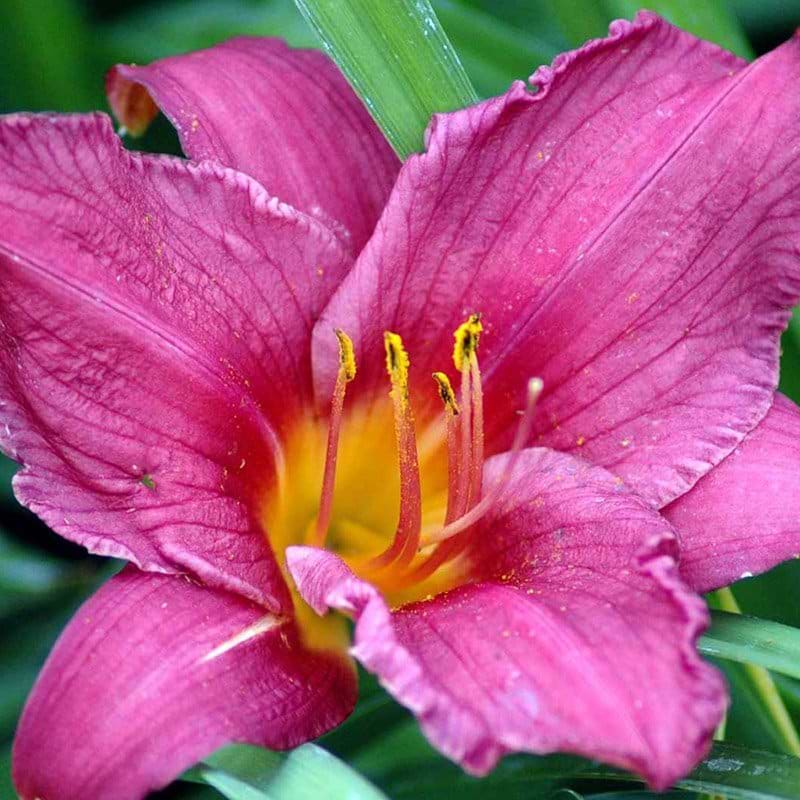 Hemerocallis Summer Wine