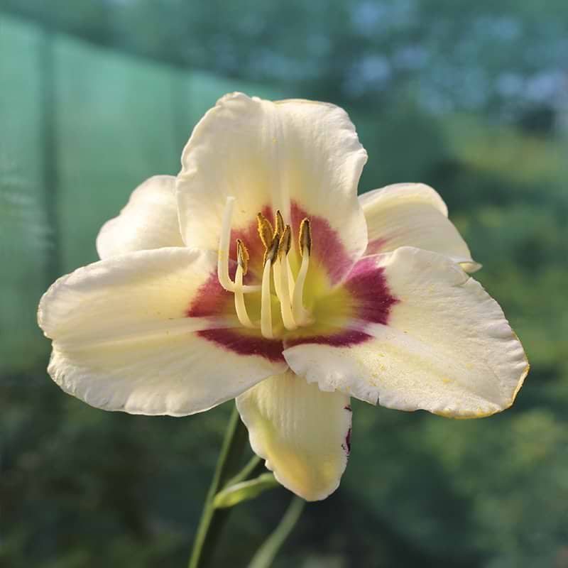 Hemerocallis Pandoras Box