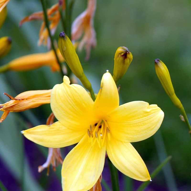 Hemerocallis citrina