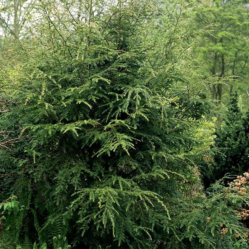 Hemlock
