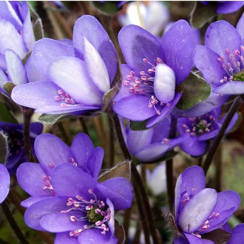 Kaj Munks Blå anemone