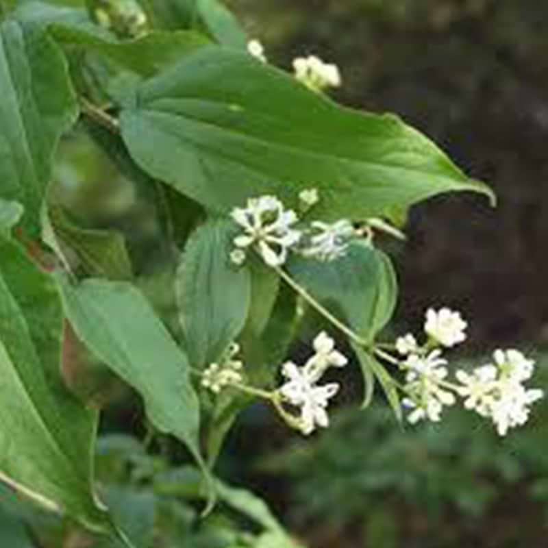  Himlens syv sønner (Heptacodium Miconioides)