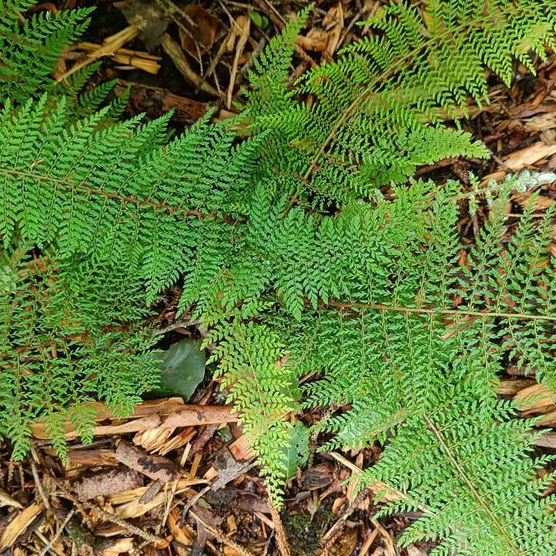 Polystichum setiferum Herrenhausen