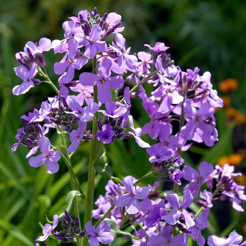 Natviol 