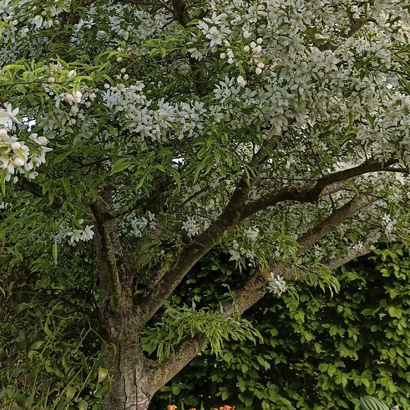 Paradisæble (Malus Siboldii 'Hesse') 300-400 cm 