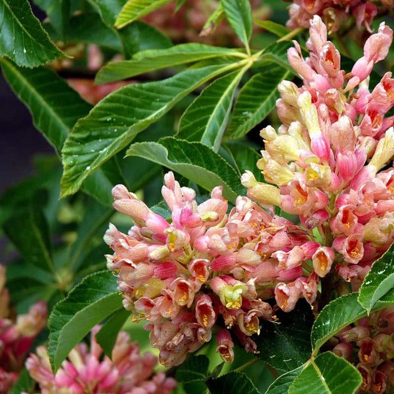 Aesculus pavia Koehnei blomst