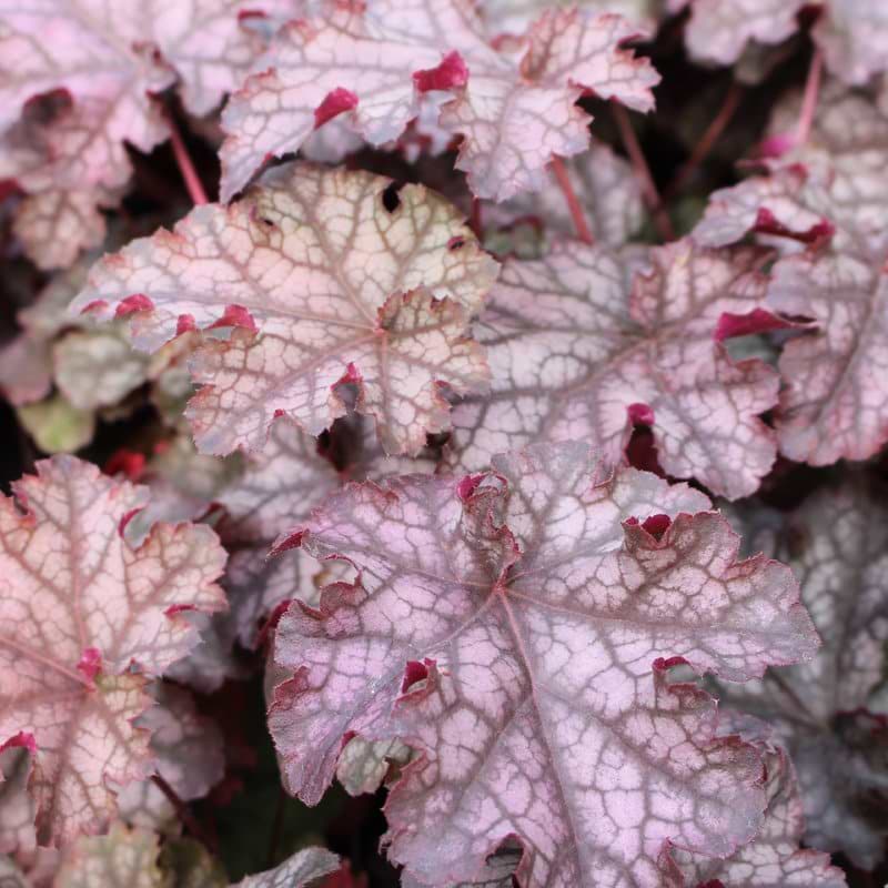 Alunrod (Heuchera 'Can Can')