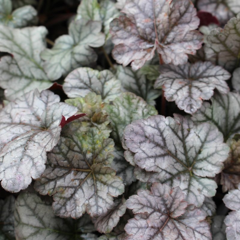 Alunrod (Heuchera 'Cinnabar Silver')