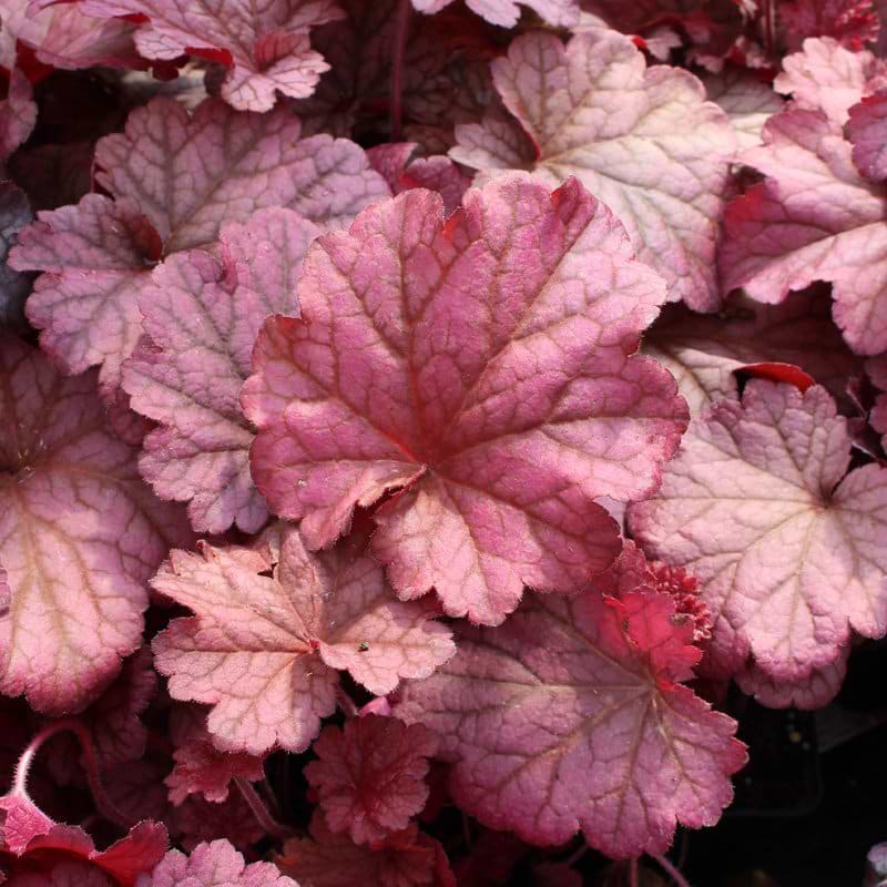 Alunrod (Heuchera 'Berry smoothie')