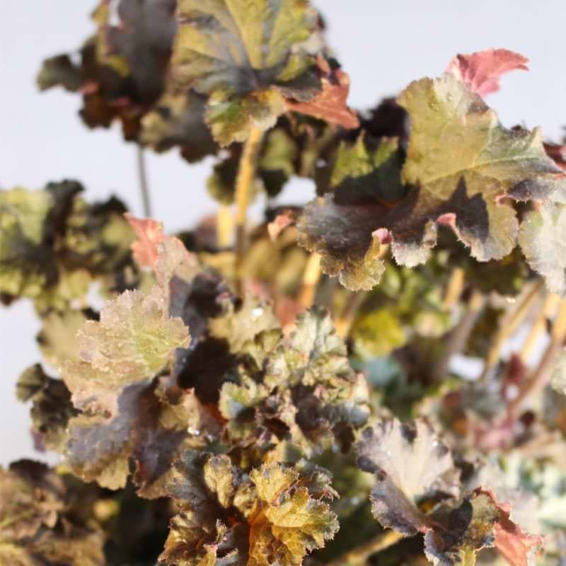 Alunrod (Heuchera 'Cappuccino')