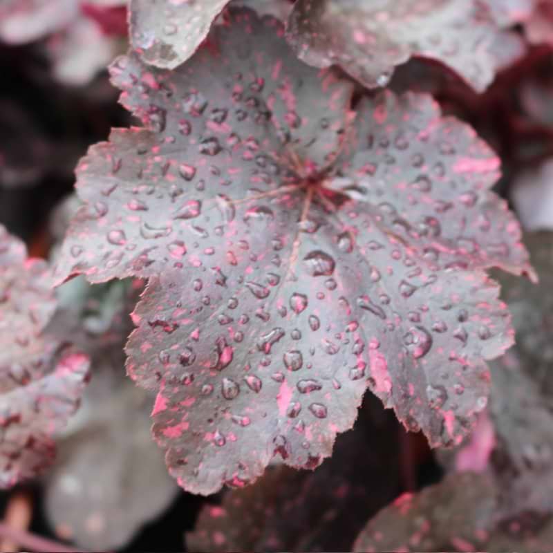 Alunrod (Heuchera hybrid 'Midnight Rose')