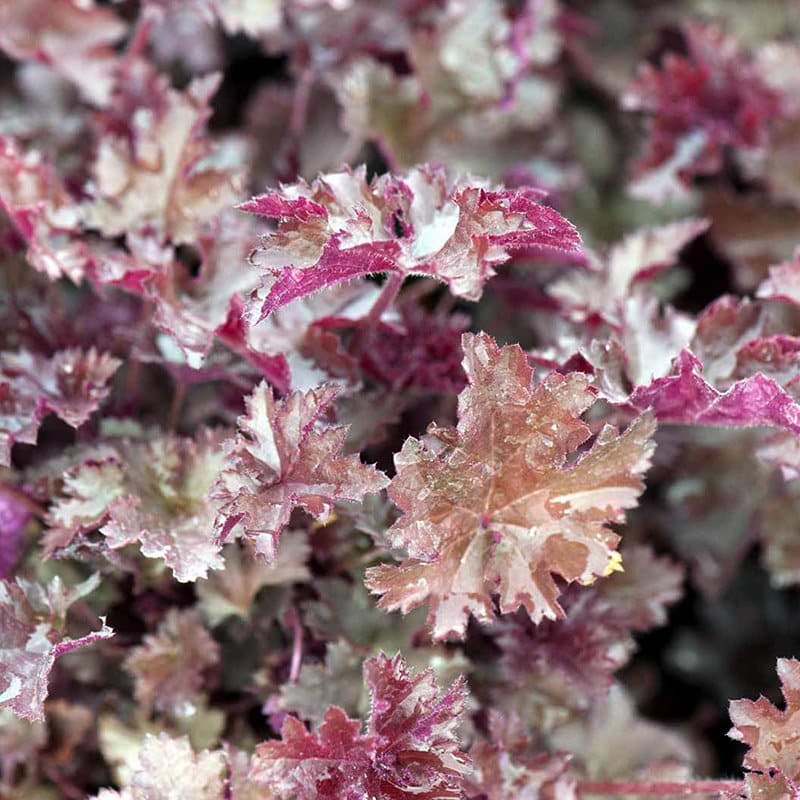 Alunrod lilla chocolate ruffles
