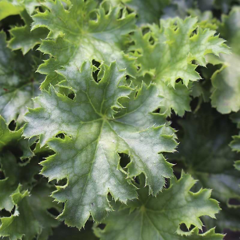 Alunrod (Heuchera hybrid 'Apple crisp')