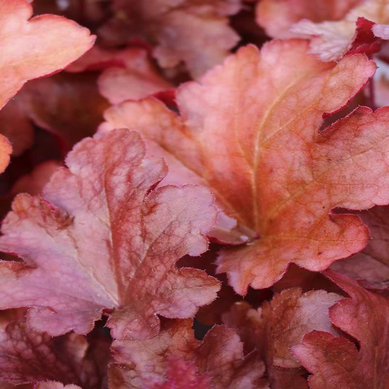 Autumn Leaves