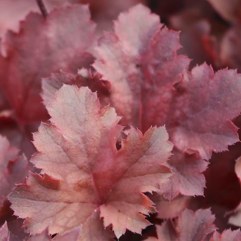 Alunrod  (Heuchera hybrid 'Cherry Cola')