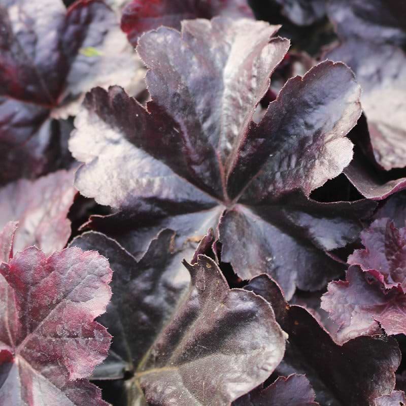Alunrod Heuchera hybrid Obsidian lilla blad