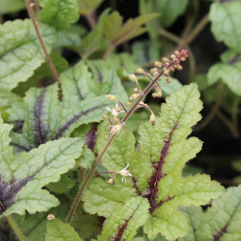 Alunrod (Heucherella 'Kimono')