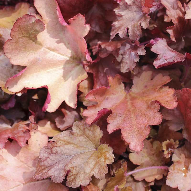 Alunrod  (Heuchera hybrid 'Peach flambe')