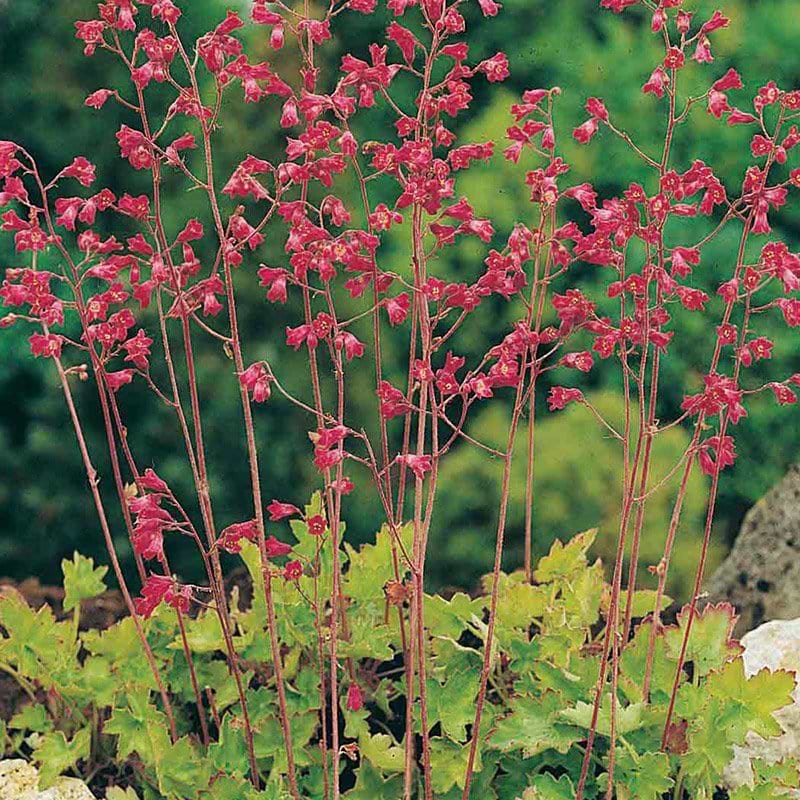 Alunrod Heuchera sanguinea