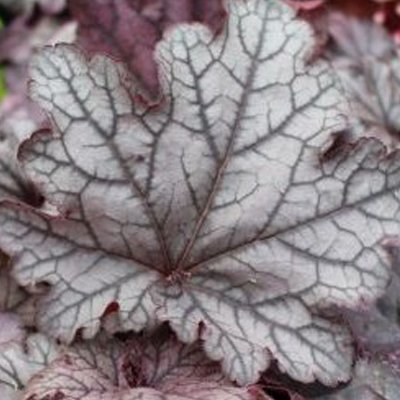 Alunrod (Heuchera 'Spell bound')