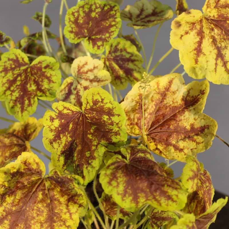 Alunrod (Heuchera 'Solar Eclipse'®)