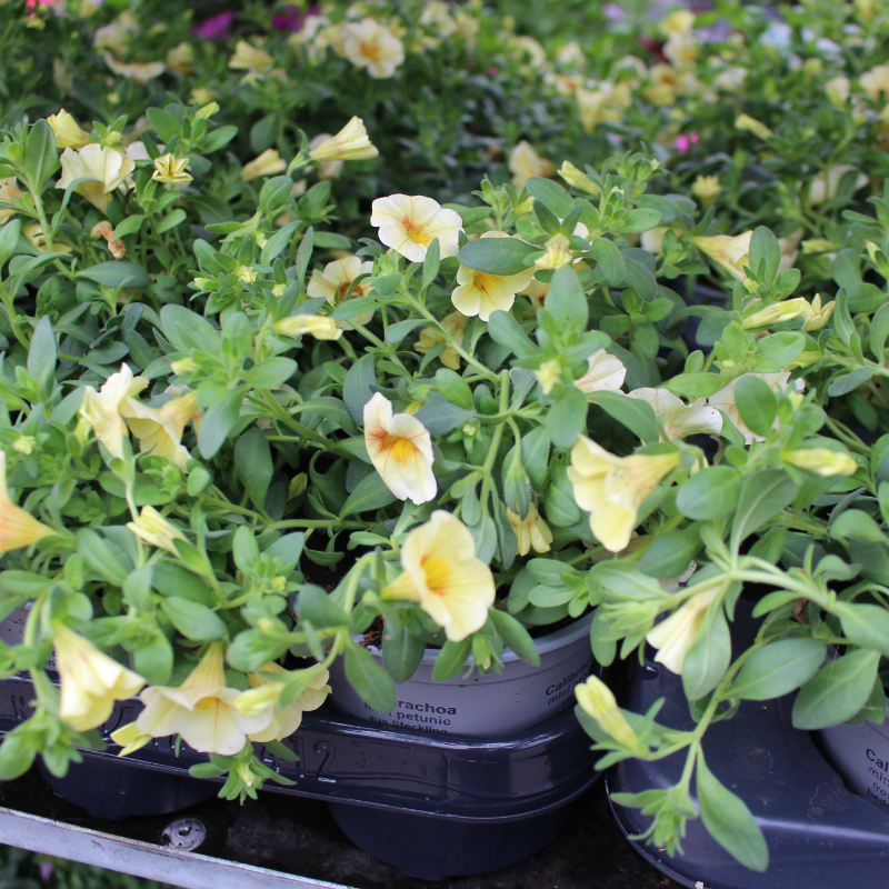 Petunia 'million bells' - Gule nuancer
