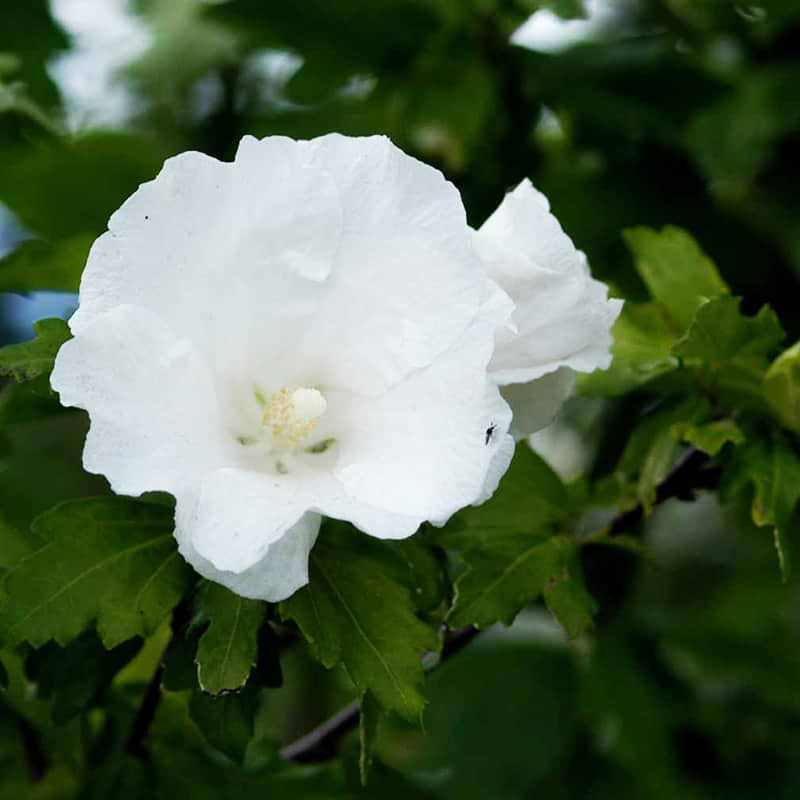 Hibiscus hvid