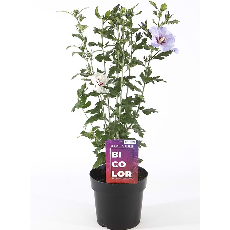 Syrisk rose bicolor
