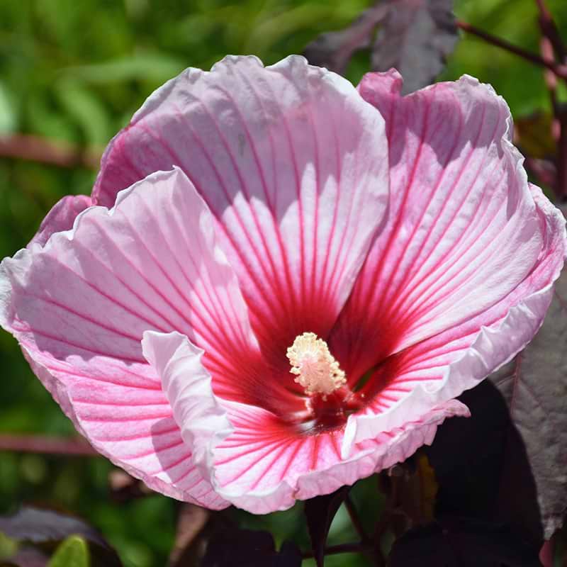 Syrisk Rose Hibiscus moscheutos Carousel Jolly Heart