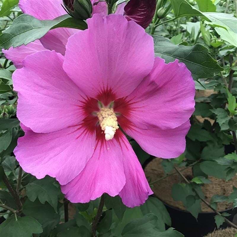 SYRISK ROSE (HIBISCUS SYRIACUS 'PINK GIANT')
