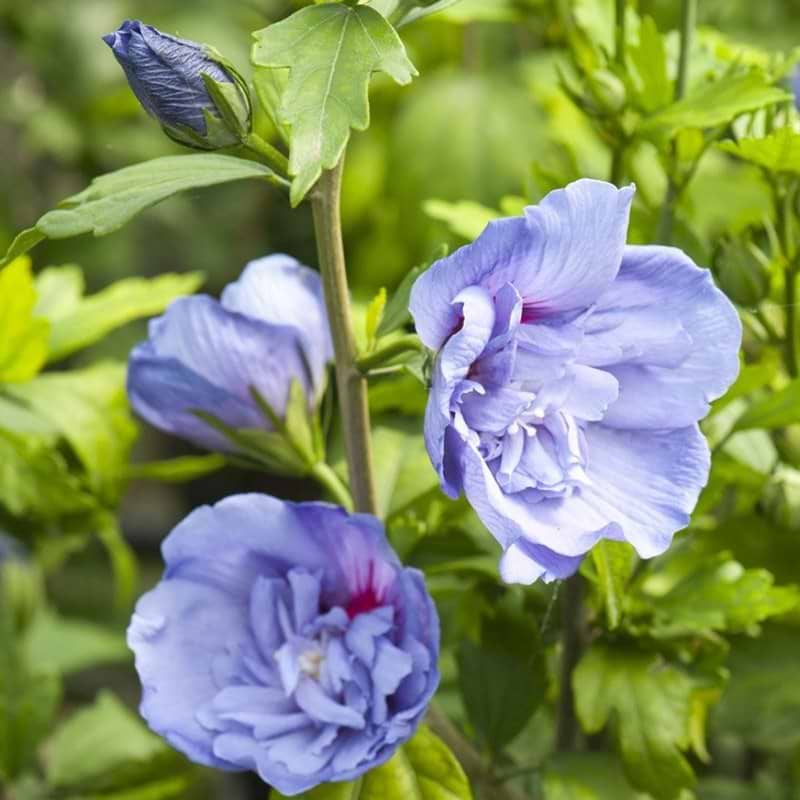 Syrisk rose Blue Chiffon