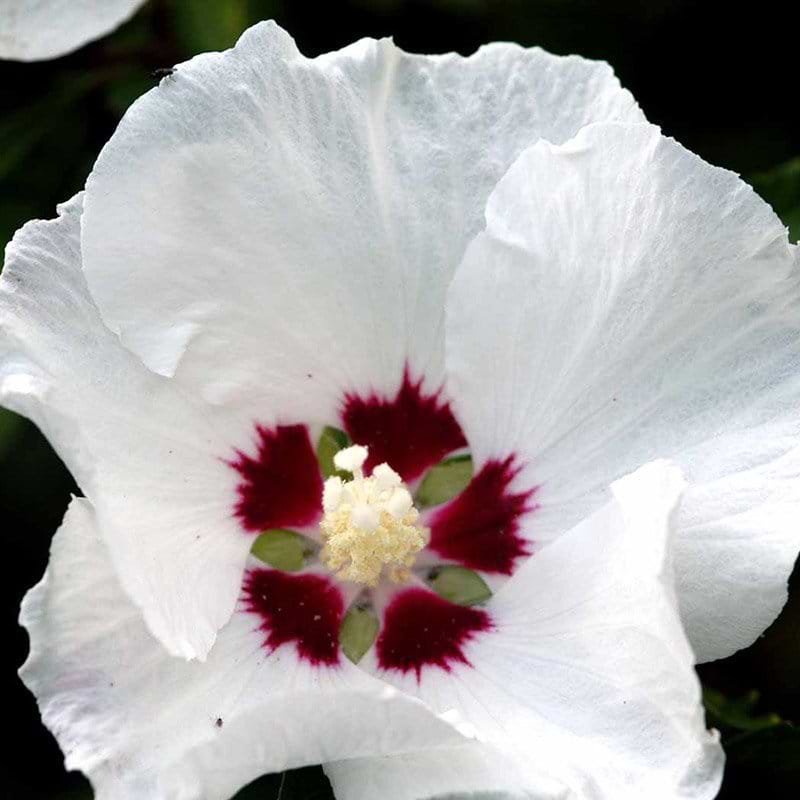 Syrisk rose red heart