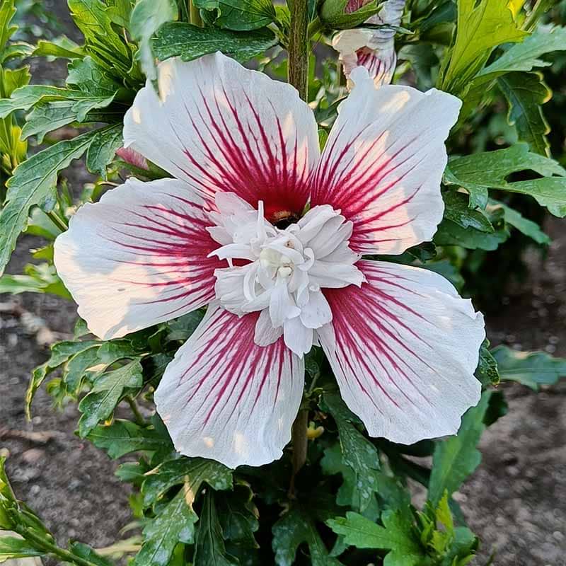 HIBISCUS SYRIACUS STARBURST CHIFFON