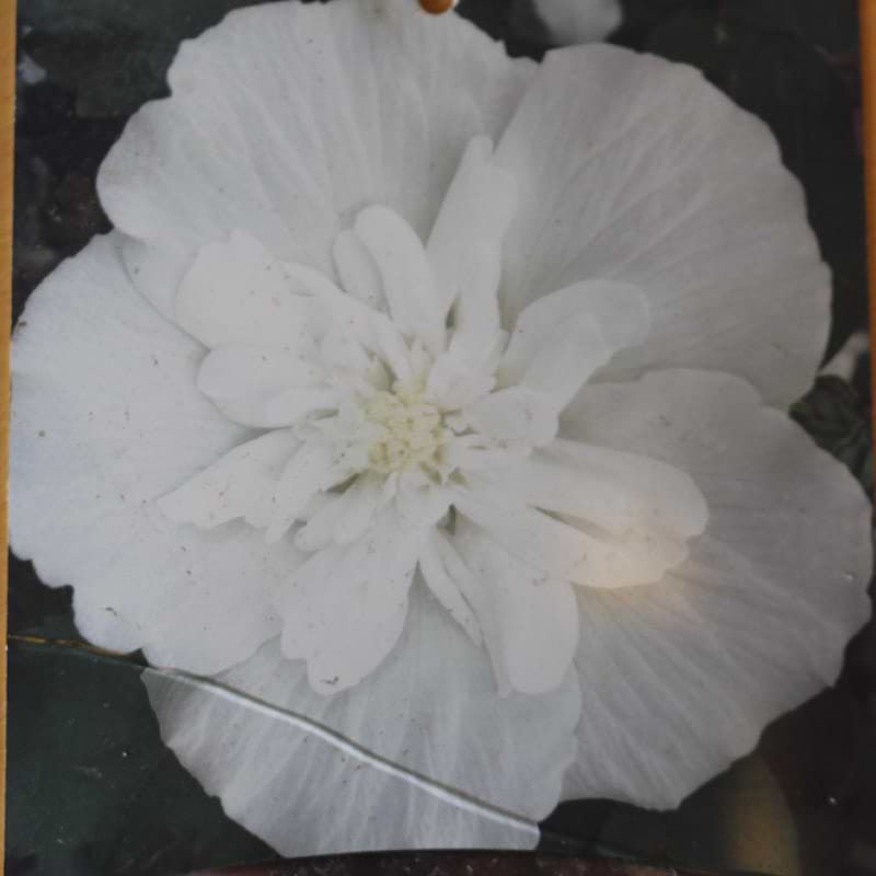 Syrisk Rose Hibiscus White Chiffon