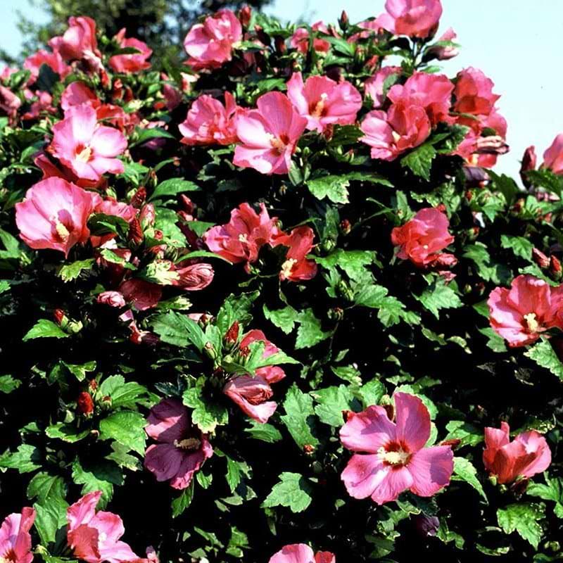 Syrisk rose woodbridge