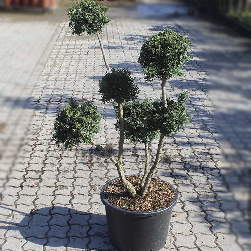Taxus media 'Hillii'