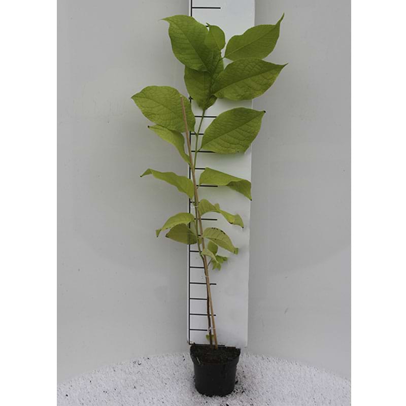 Epaulettræ (Pterostyrax hispida)