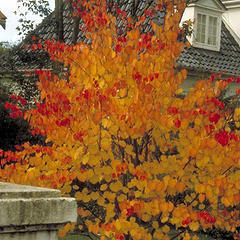 Hjertetræ (Cercidiphyllum japonicum) Enstammet 250-300 cm