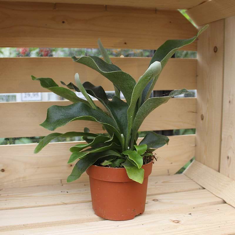 lille grøn plante