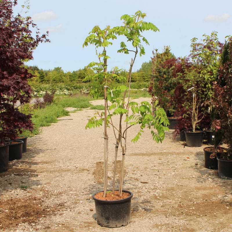 Hjortetaktræ (Rhus typhina) 